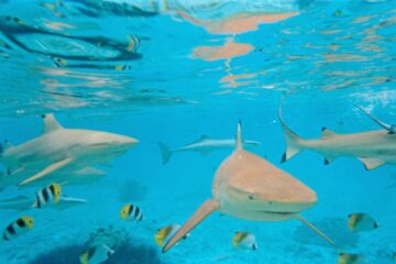 Huahine Bora Bora Tahiti_underwater