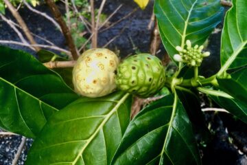 Samoa upolu y Savaii self drive_noni fruit